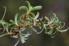 Cliffortia ferruginea