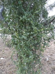 Cocculus diversifolius