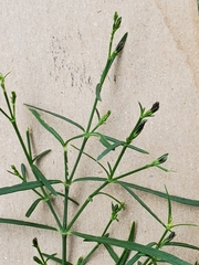 Carlowrightia linearifolia