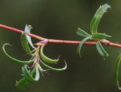 Cliffortia ferruginea