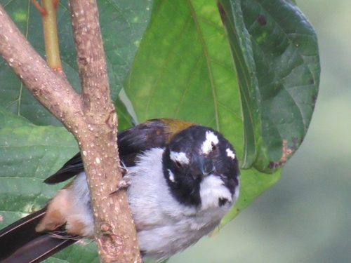 Black-winged Saltator (Saltator atripennis), photo 2
