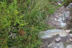 Cliffortia ferruginea