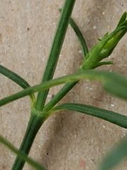 Carlowrightia linearifolia