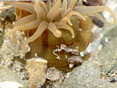Isactinia olivacea