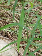 Carlowrightia linearifolia