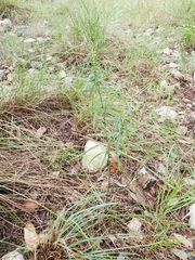 Carlowrightia linearifolia