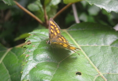 Lycaena enysii