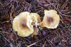 Tricholoma aestuans