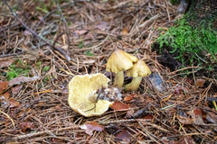 Tricholoma aestuans