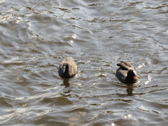 Fulica atra