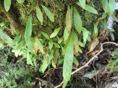 Loxogramme dictyopteris