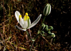 Albuca longipes