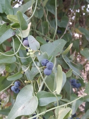 Cocculus diversifolius