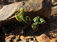 Albuca spiralis