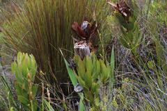 Protea speciosa