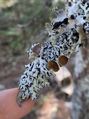 Hypogymnia occidentalis