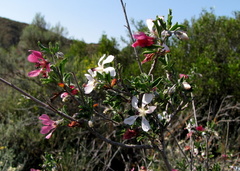 Anisodontea