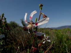 Anisodontea
