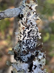Hypogymnia occidentalis