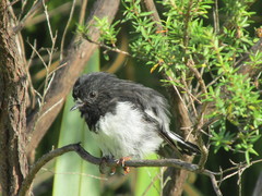 Petroica macrocephala toitoi