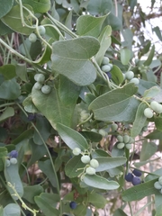 Cocculus diversifolius