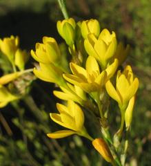 Ixia odorata