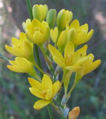 Ixia odorata