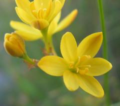 Ixia odorata
