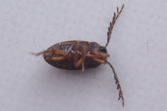 Coleoptera