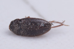 Coleoptera
