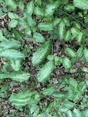 Corythucha associata