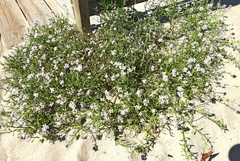 Cakile maritima baltica