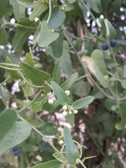 Cocculus diversifolius