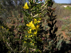 Aspalathus spinosa flavispina