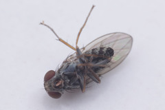 Diptera