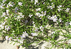 Cakile maritima baltica