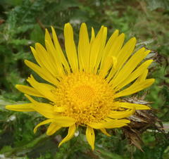 Berkheya decurrens