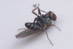 Diptera