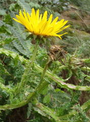 Berkheya decurrens