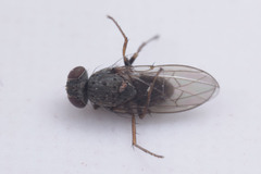 Diptera