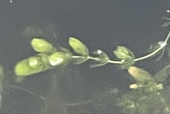 Ceratophyllum demersum