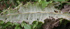 Berkheya decurrens