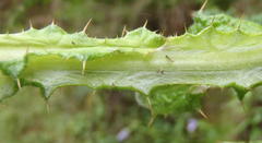 Berkheya decurrens