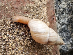 Bulimulus bonariensis