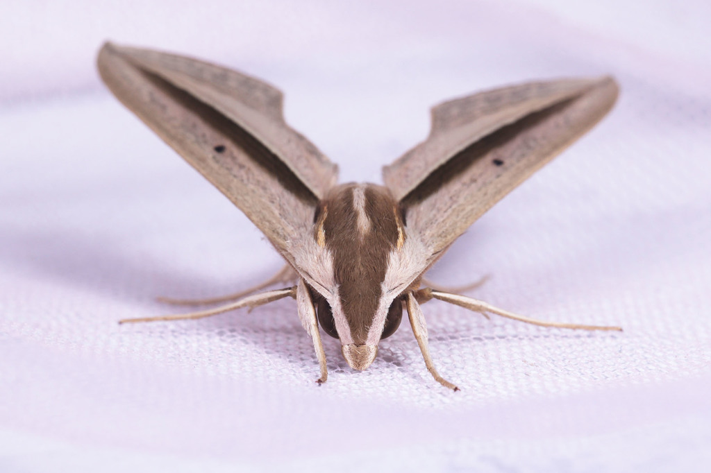 Brown-Banded Hunter Hawkmoth
