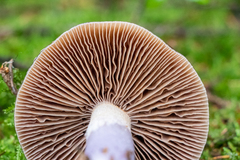 Cortinarius stillatitius
