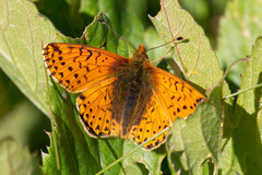Boloria napaea