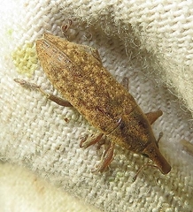 Lixus terminalis