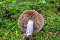 Cortinarius stillatitius