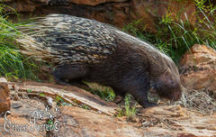 Cape Porcupine photo 3